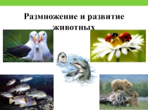 Презентация по окружающему миру на тему Размножение и развитие животных