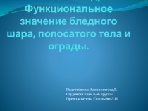 Презентация по анатомии на тему:Базальные ядра головного мозга(1 курс)