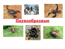 Паукообразные