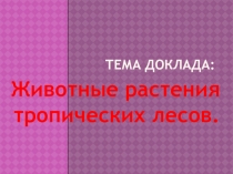 Презентация Животные, растения тропических лесов.