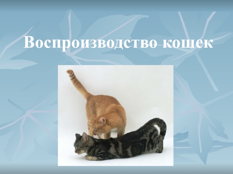 Презентация Презентация по биологии на тему Воспроизводство кошек