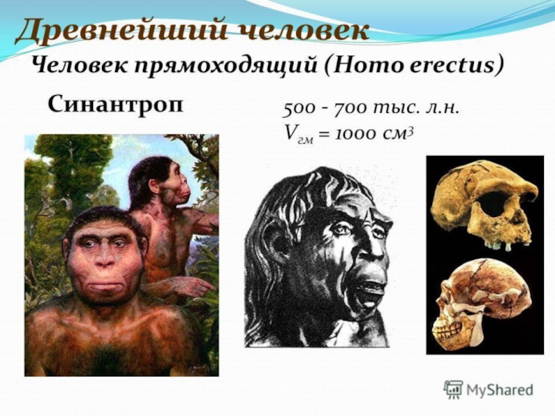 Объем мозга человека прямоходящего. Архантропы синантроп. Архантропы (homo Erectus). Древнейшие люди синантропы. Древнейшие люди архантропы.