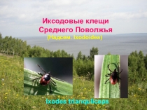 Презентация по биологии на тему:Клещи