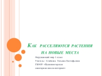 Презентация Как расселяются растения
