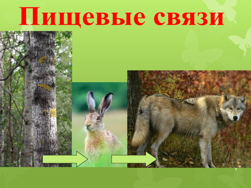 Презентация по окружающему миру 2 класс Экологические системы Пищевые связи Пищевые связи