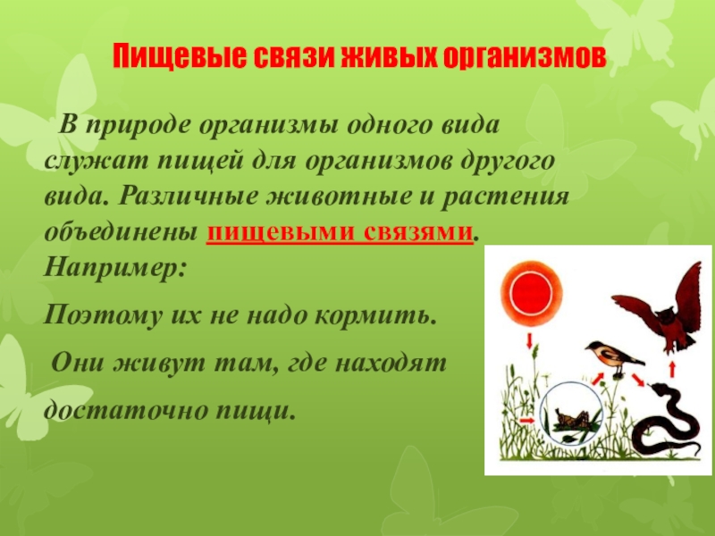 Презентация по окружающему миру 2 класс Экологические системы Пищевые связи живых организмов В природе организмы одного вида служат пищей Пищевые связи живых организмов В природе организмы одного вида служат пищей для организмов другого вида. Различные животные