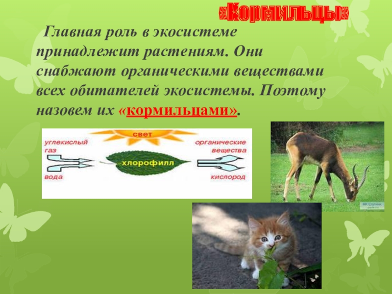 Презентация по окружающему миру 2 класс Экологические системы «Кормильцы» Главная роль в экосистеме принадлежит растениям. Они снабжают органическими веществами «Кормильцы» Главная роль в экосистеме принадлежит растениям. Они снабжают органическими веществами всех обитателей экосистемы. Поэтому назовем