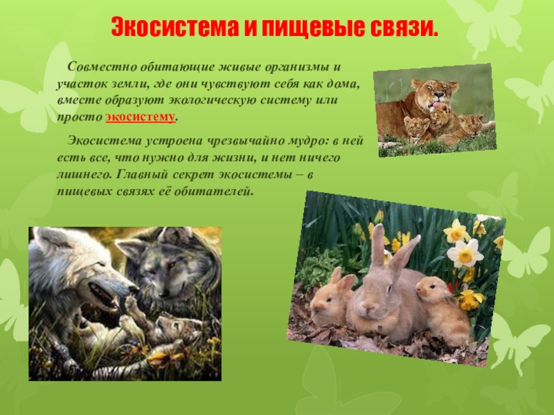 Презентация по окружающему миру 2 класс Экологические системы Экосистема и пищевые связи. Совместно обитающие живые организмы и участок земли, Экосистема и пищевые связи. Совместно обитающие живые организмы и участок земли, где они чувствуют себя как