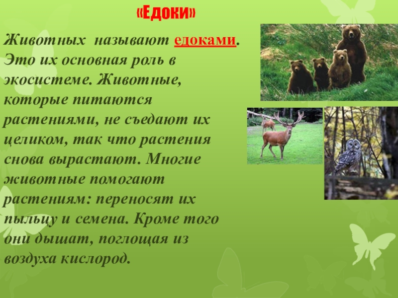 Презентация по окружающему миру 2 класс Экологические системы «Едоки»Животных называют едоками. Это их основная роль в экосистеме. Животные, которые «Едоки»Животных называют едоками. Это их основная роль в экосистеме. Животные, которые питаются растениями, не съедают их целиком,