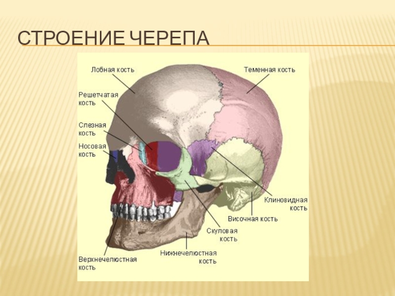 Решетчатая кость мозгового черепа. Лобная кость. Решетчатая кость. Решетчатые кости черепа. Решетчатая кость черепа вид сбоку. Череп человека решетчатая кость.