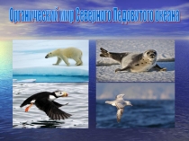Презентация по окружающему миру на тему Органический мир Северного Ледовитого океана