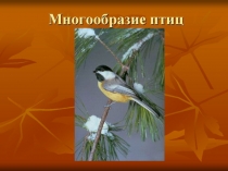 Презентация по окружающему миру на тему Многообразие птиц