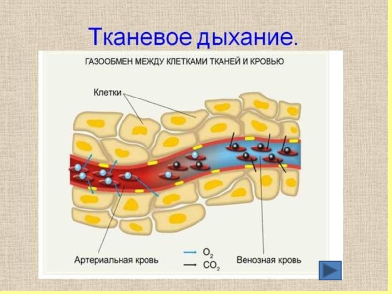 Газообмен человека схема