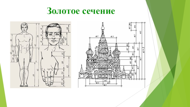 Презентация к работе Числа Фибоначчи Золотое сечение13 : 8 = 1,625 Золотое сечение13 : 8 = 1,625