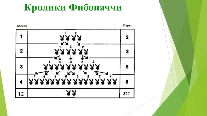 Презентация к работе Числа Фибоначчи Кролики Фибоначчи Кролики Фибоначчи