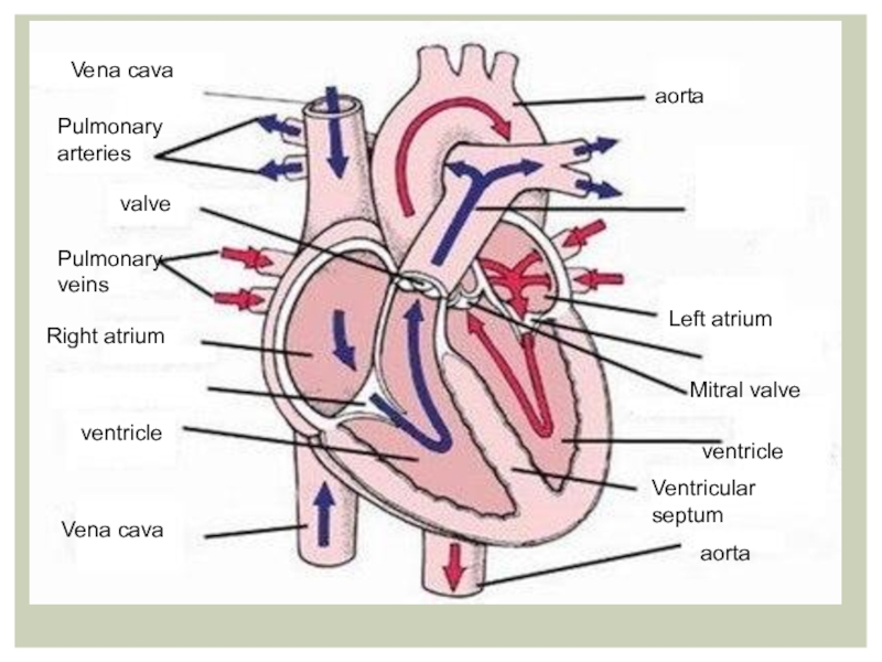 Кровь и циркуляционная система крови Vena cavaPulmonary arteriesPulmonary veinsVena cavaaortaventricleventriclevalveLeft atriumRight atriumMitral valveaortaVentricular septum Vena cavaPulmonary arteriesPulmonary veinsVena cavaaortaventricleventriclevalveLeft atriumRight atriumMitral valveaortaVentricular septum