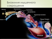 Биохимия мышечного сокращения