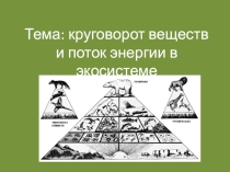 Презентация круговорот веществ и поток энергии в экосистеме (9 класс)
