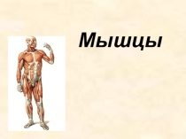 Мышцы