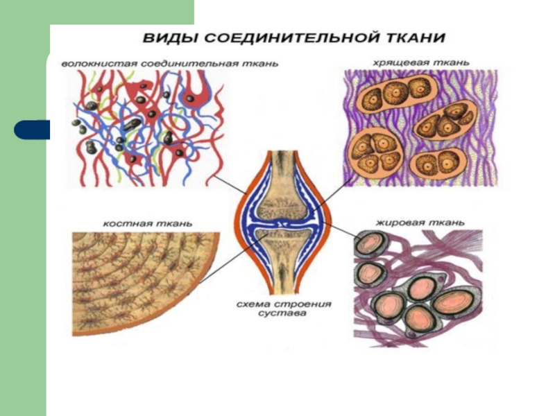 Соединительная ткань человека таблица. Подвиды соединительной ткани. Соединительная ткань человека анатомия. Строение соединительной ткани 8 класс биология. Соединительная ткань суставов.