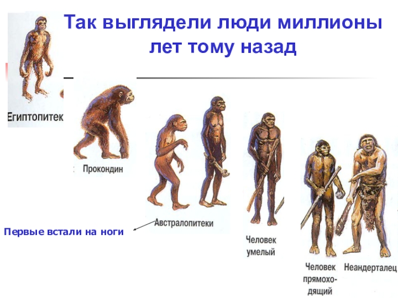 Как произошел человек картинки