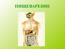 Презентация по биологии на тему Пищеварение