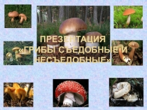 Презентация  Грибы съедобные и несъедобные