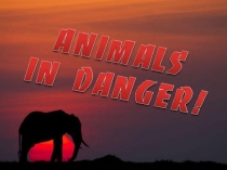 Урок - презентация: Животные в опасности