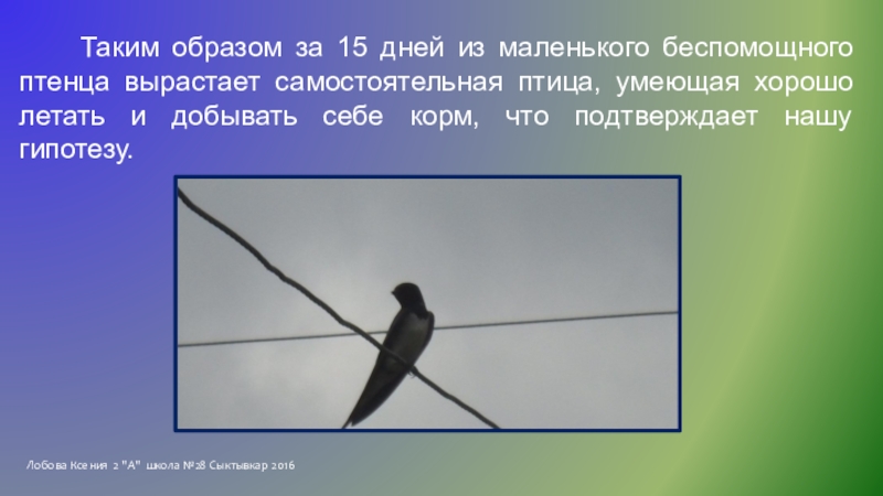 Исследовательская работа Однажды летом Лобова Ксения 2 Лобова Ксения 2