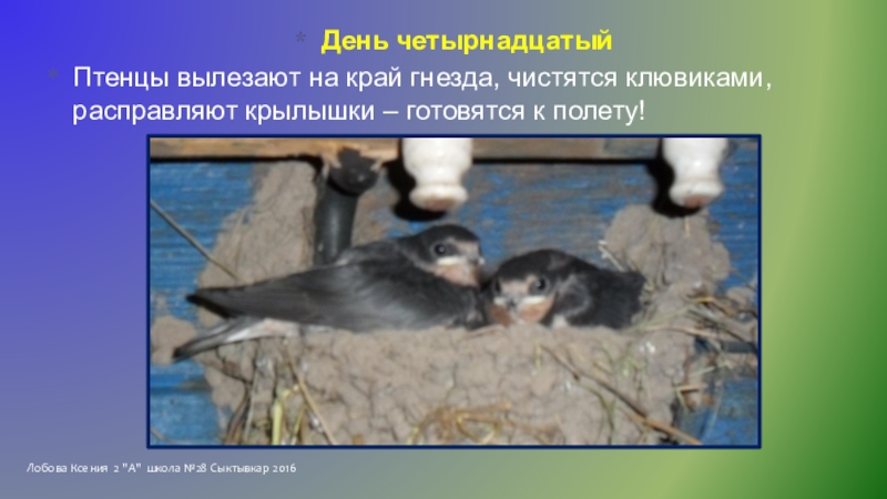 Исследовательская работа Однажды летом Лобова Ксения 2 Лобова Ксения 2