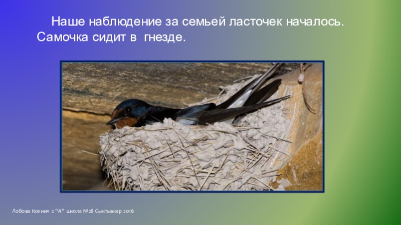 Исследовательская работа Однажды летом Лобова Ксения 2 Лобова Ксения 2