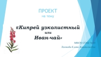 Презентация по окружающему миру  Какие бывают растения