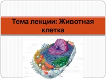 Презентация по биологии на тему Строение животной клетки