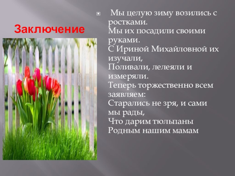 Проект Вырастим тюльпаны сами, к празднику любимой маме. Заключение Мы целую зиму возились с ростками. Мы их посадили своими Заключение Мы целую зиму возились с ростками. Мы их посадили своими руками. С Ириной Михайловной их изучали,