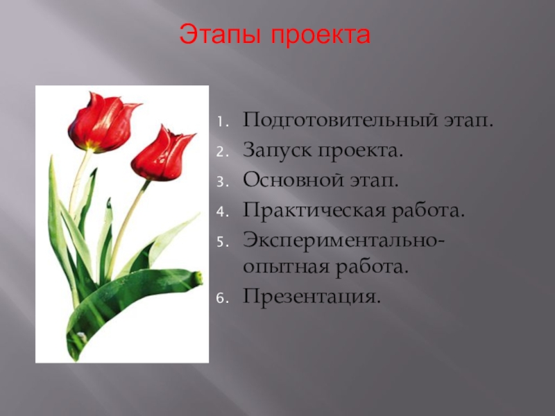 Проект Вырастим тюльпаны сами, к празднику любимой маме. Этапы проекта Подготовительный этап.Запуск проекта.Основной этап.Практическая работа.Экспериментально-опытная работа.Презентация. Этапы проекта Подготовительный этап.Запуск проекта.Основной этап.Практическая работа.Экспериментально-опытная работа.Презентация.