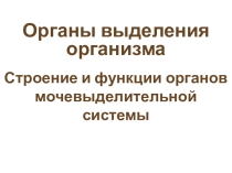 Строение и функции органов мочевыделительной системы 8 класс
