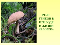 Презентация значение грибов 7 кл