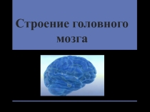 Презентация по предмету Естествознание, раздел Биология