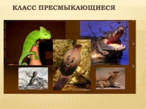 Презентация по окружающему мируЗмеи