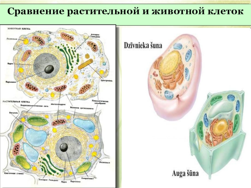 Растительная клетка животная клетка картинки