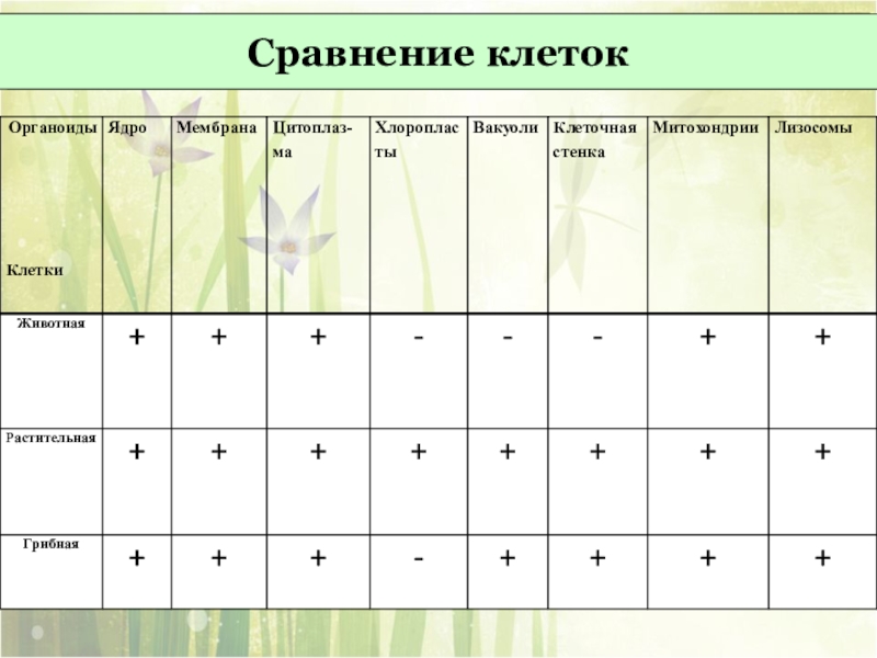 Презентация сравнение клеток