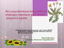 Презентация Исследовательская работа Лекарственные растения родного края