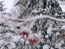 Презентация к уроку литературного чтения Н. А. Некрасов …Не ветер бушует над бором… из поэмы Мороз, Красный нос (3 класс)