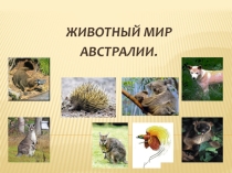 Презентация по географии Животный мир Австралии