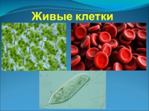 Презентация по биологии на темуЖивые клетки