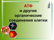 АТФ и другие органические соединения клетки