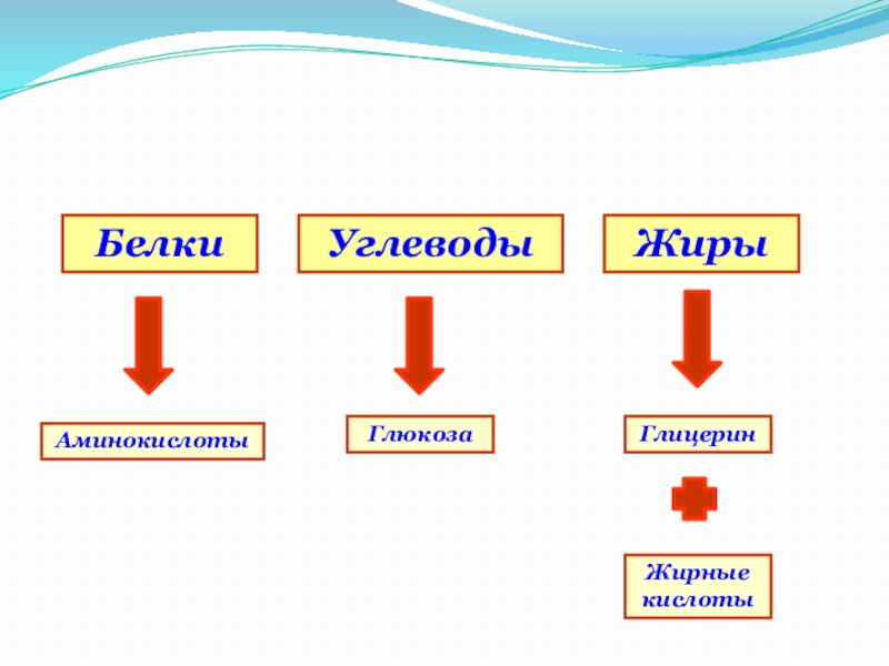 Аминокислоты и белки 9 класс презентация