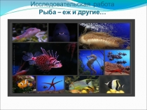 Презентация Рыба-еж и другие...