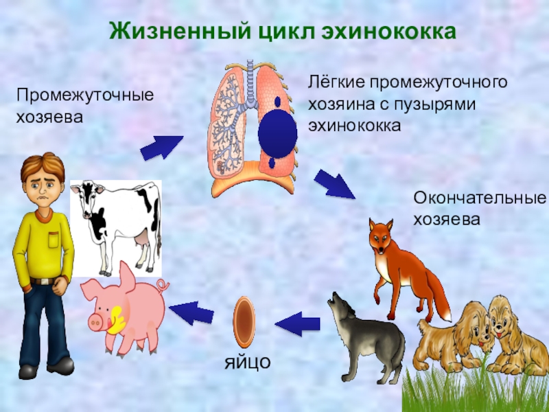 Эхинококк презентация по биологии