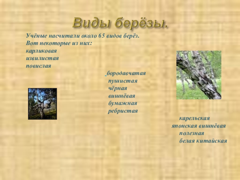 Виды берез. Карельская береза доклад. Краткое сообщение о карельской Березе. Береза описание для детей.